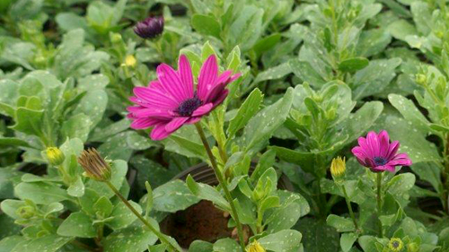 Green House - LAU's Plant Nursery