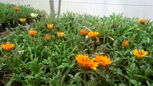 Green House - LAU's Plant Nursery