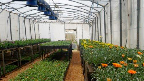 Green House - LAU's Plant Nursery