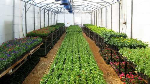 Green House - LAU's Plant Nursery