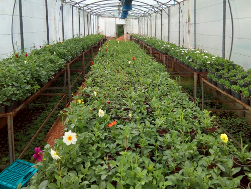 Blooming by Nature - LAU's Plant Nursery and Green House