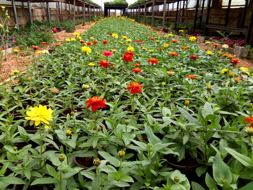 Blooming by Nature - LAU's Plant Nursery and Green House