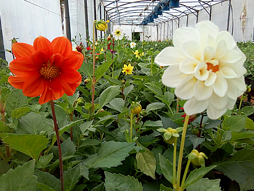 Blooming by Nature - LAU's Plant Nursery and Green House