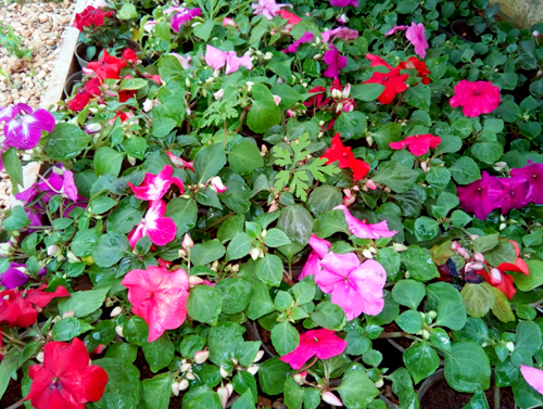 Blooming by Nature - LAU's Plant Nursery and Green House