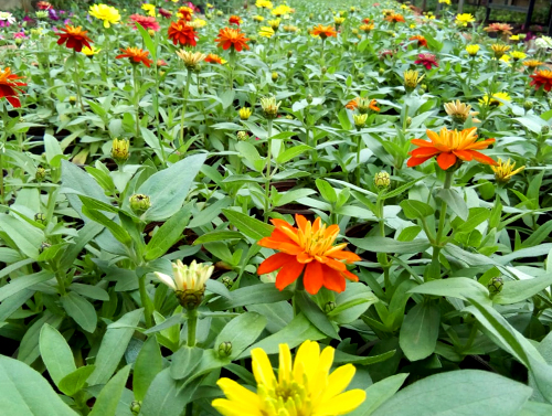 Blooming by Nature - LAU's Plant Nursery and Green House